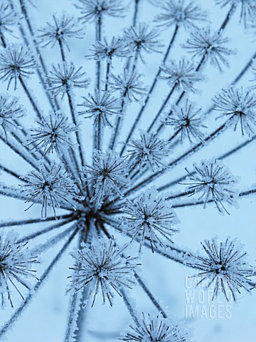 HERACLEUM_SPHONDYLUM_WITH_FROST_HOG_WEED