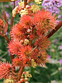 RICINUS COMMUNIS IMPALA,  CASTOR OIL PLANT