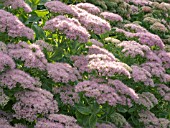 SEDUM BRILLIANT,  IN EARLY MORNING LIGHT