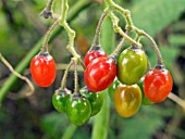 SOLANUM DULCAMARA,  BITTERSWEET,  NATIVE PERENNIAL HERB