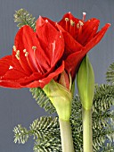 HIPPEASTRUM