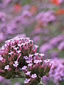 VERBENA BONARIENSIS