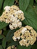 VIBURNUM RHYTIDOPHYLLUM,  EVERGREEN SHRUB