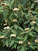 VIBURNUM RHYTIDOPHYLLUM,  EVERGREEN SHRUB