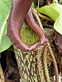 NEPENTHES MAXIMA (PITCHER PLANT)