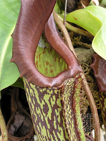 NEPENTHES_MAXIMA_PITCHER_PLANT