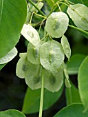 PTELEA TRIFOLIATA,  SEEDS, (COMMON HOP TREE)