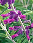 SALVIA LEUCANTHA