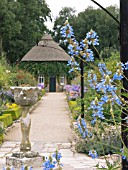 SALVIA ULIGINOSA,  WEST DEAN GARDENS,  SUSSEX