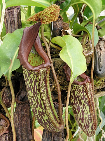 NEPENTHES_MAXIMA_PITCHER_PLANT