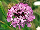 SCABIOUS ATROPURPUREA SUMMER SUNDAE