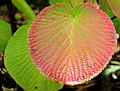 VIBURNUM FURCATUM