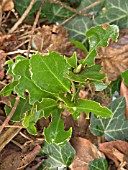 VINE WEEVIL DAMAGE TO SHRUB (OTIORHYNCHUS SULCATUS)