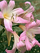 AMARYLLIS BELLADONNA,  HARDY BULB