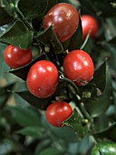 RUSCUS ACULEATUS,  BUTCHERS BROOM