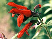 SALVIA FULGENS,