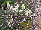 SALVIA LEUCANTHA & ANTIRRHINUM MAJUS