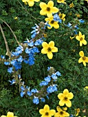 SALVIA ULIGINOSA & BIDENS FERULIFOLIA