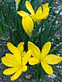 STERNBERGIA LUTEA,  AUTUMN CROCUS