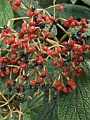 VIBURNUM RHYTIDOPHYLLUM,  EVERGREEN SHRUB,  FRUITS