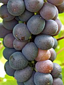 VITIS MADRESFIELD COURT,  GREENHOUSE GRAPE