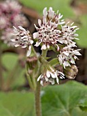 PETASITES FRAGRANS