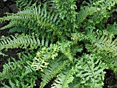 ATHYRIUM FILIX FEMINA,  CRESTED FORM,  HARDY FERN