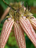 CIRRHOPETALUM ELIZABETH ANN BUCKLEBURY,  TROPICAL ORCHID