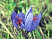 CROCUS ZONATUS,  AUTUMN FLOWERING HARDY BULB