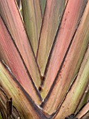 PHORMIUM RAINBOW QUEEN