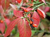 EUONYMUS ALATUS,  SPINDLE BUSH