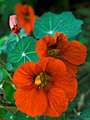 NASTURTIUM EMPRESS OF INDIA