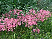 NERINE BOWDENII & HELIOTROPIUM ARBORESCENS & SOLANUM LACINATUM