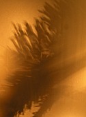 LIGHT AND SHADOW EFFECT ON PICEA