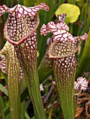 SARRACENIA LEUCOPHYLLA TARNOK,   INSECTIVOROUS PLANT