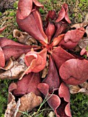 SARRACENIA PURPUREA,  INSECTIVOROUS PLANT