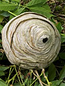 VESPULA VULGARIS,  WASP NEST