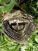 VESPULA VULGARIS,  WASP NEST INTERIOR