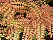 ZANTHOXYLUM PIPERITUM,  JAPAN PEPPER TREE