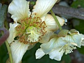 ACTINIDIA CHINENSIS,  KIWI,  CHINESE GOOSEBERRY