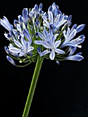 AGAPANTHUS BLUE TRIUMPHATOR