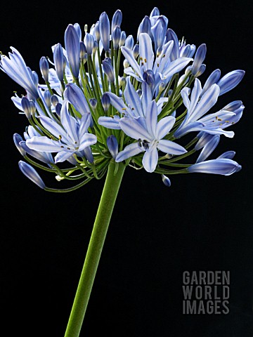 AGAPANTHUS_BLUE_TRIUMPHATOR