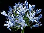 AGAPANTHUS BLUE TRIUMPHATOR