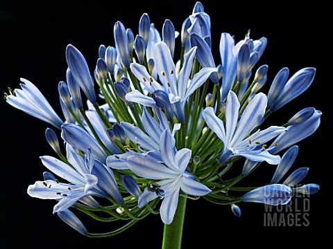 AGAPANTHUS_BLUE_TRIUMPHATOR