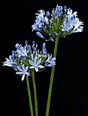 AGAPANTHUS BLUE TRIUMPHATOR