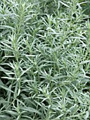 ARTEMISIA ALBA