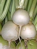 BRASSICA RAPA,  WHITE TURNIP,  WINTER VEGETABLE