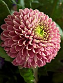 CHRYSANTHEMUM PINK PINGPONG CUT FLOWER VARIETY