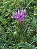 CIRSIUM ACAULE,  DWARF THISTLE,  NATIVE PERENNIAL