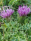 CIRSIUM ACAULE,  DWARF THISTLE,  NATIVE PERENNIAL